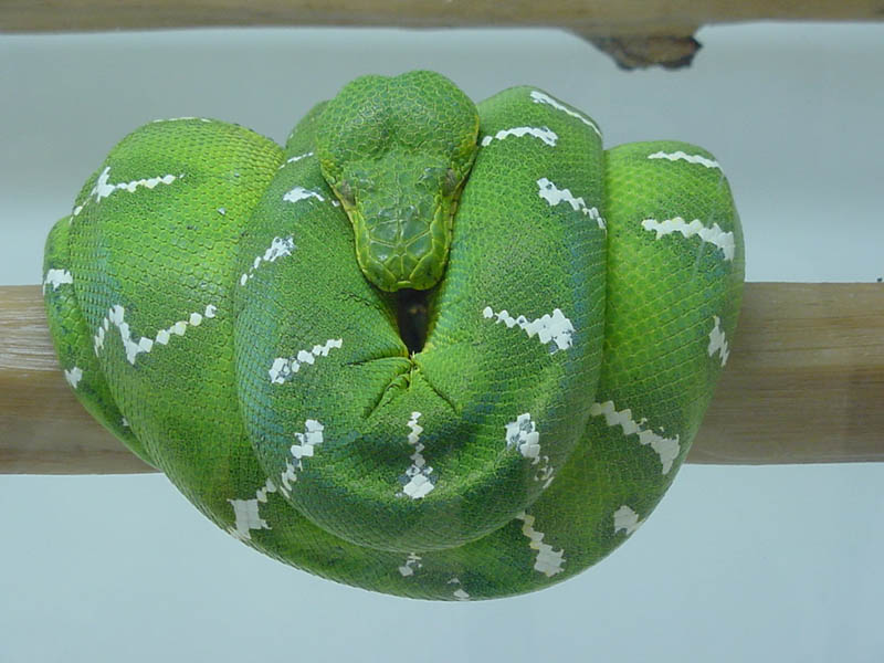 Baby Emerald Tree Boa Pictures 111
