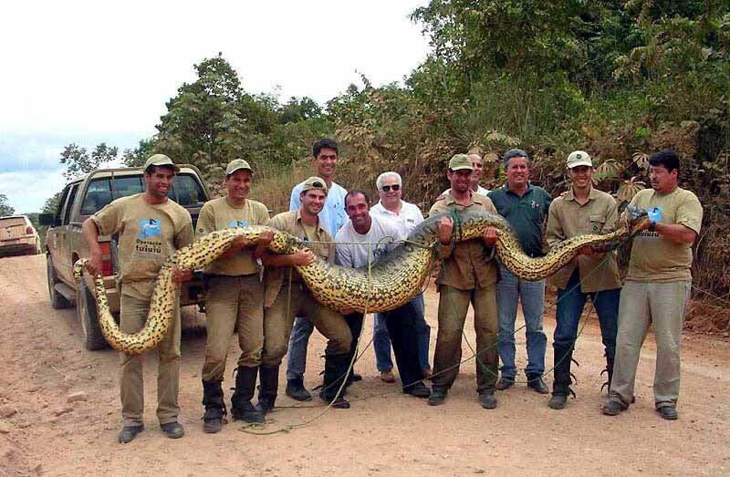 largest anaconda in world. The anaconda is notorious for