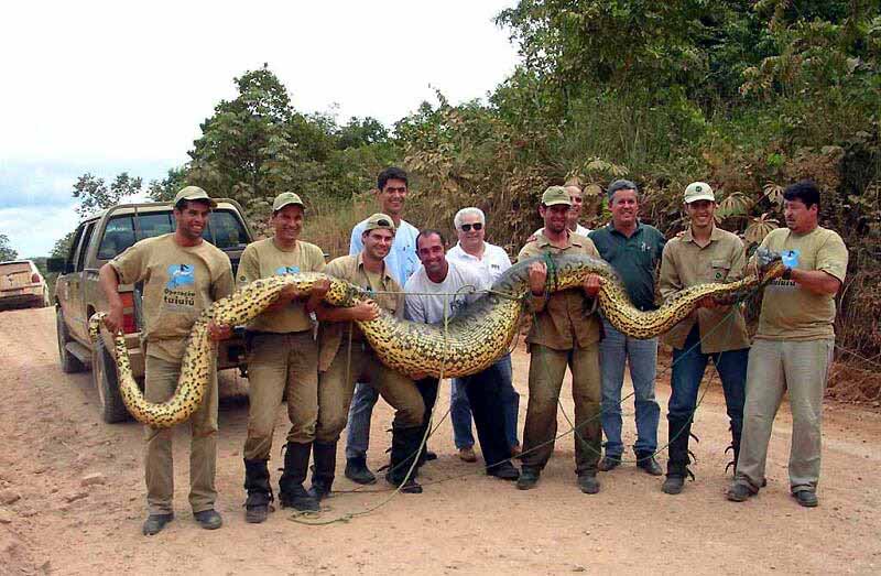 Green Anaconda (Eunectes murinus) - Biology B Final Project