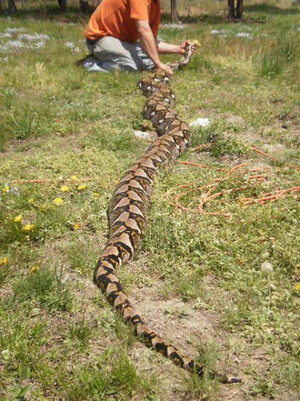 Photo by Travis Parker of his 18 foot 175 lbs Yellow head retic.