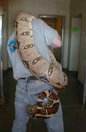 full grown boa constrictor full grown boa constrictor