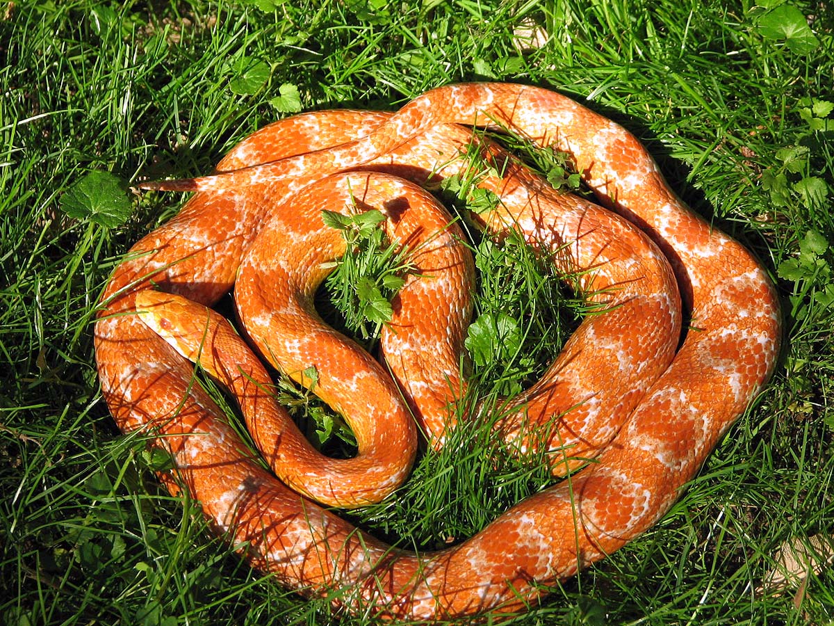 sunglow albino corn snake