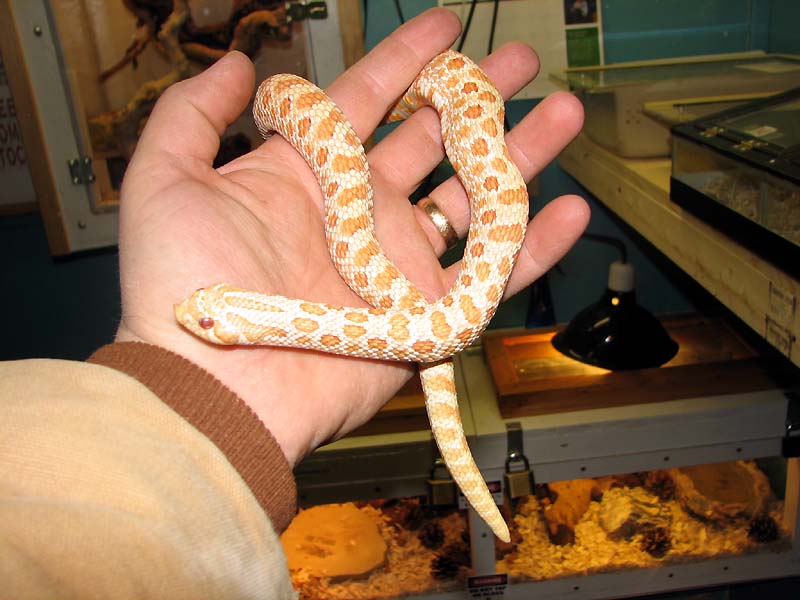 Western Hognose Snake Albino, Hognose Snake