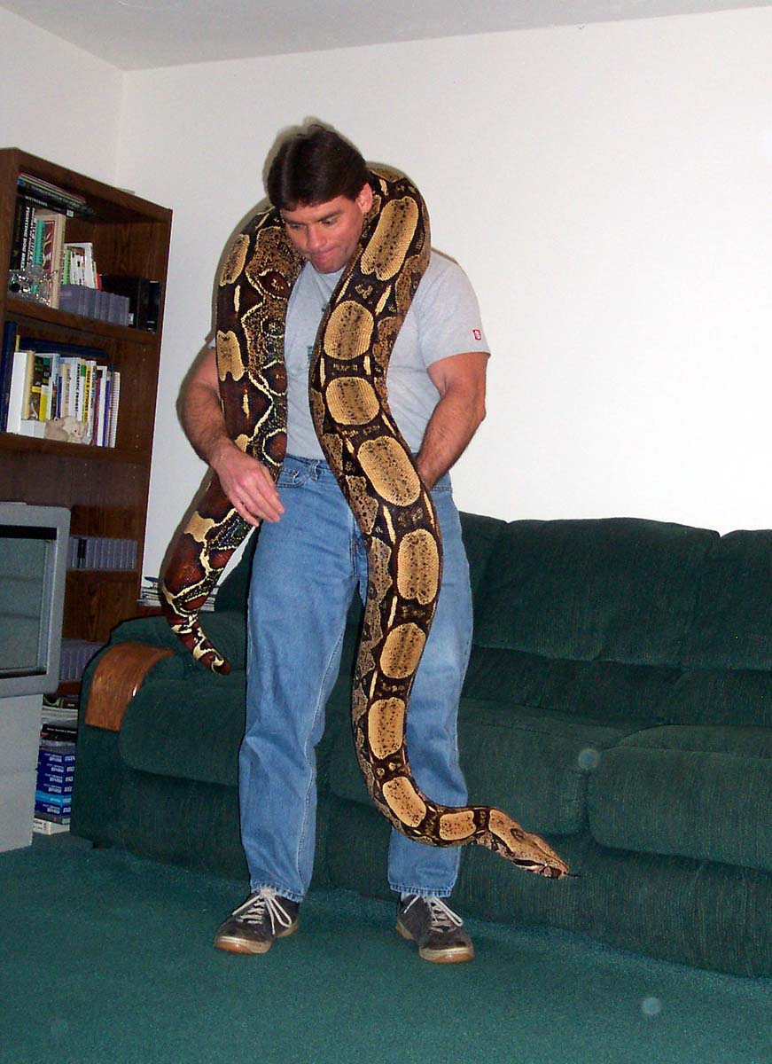 ball python tail