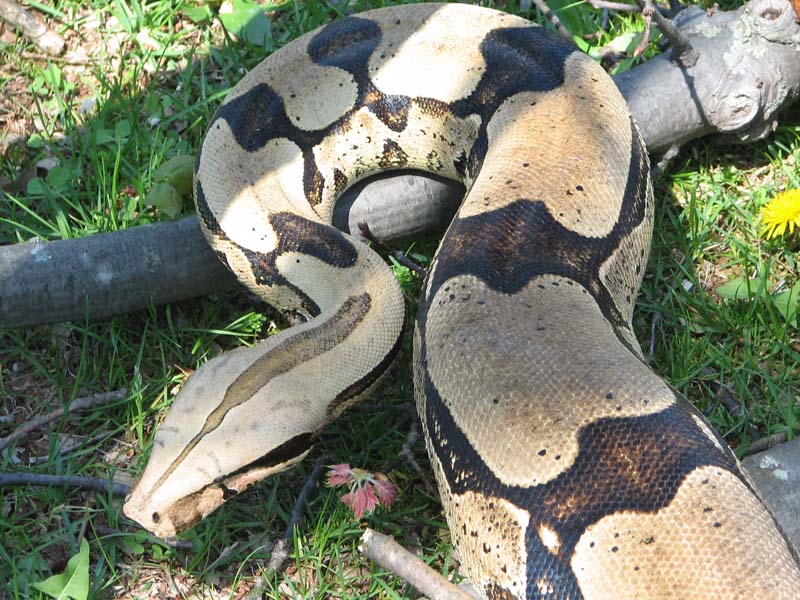 columbian red tail boa. columbian red tail boa. red