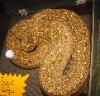 T+ Abino Argentine Boa  Reptile Mack