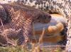 African Rock Python Photo by Michael Mastison