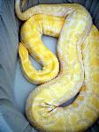 Photo by ANDREW BIDDLE of his 9 year old 21 foot 250 lbs female albino Burm.