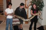 Photo by Daniel of his Male BCC boa that is 8 years old and 9 feet 4 inches long.