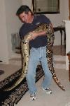 Photo by Daniel of his Male BCC boa that is 8 years old and 9 feet 4 inches long.