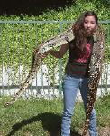 Photo by Daniel of his Male BCC boa that is 9 years old and 9 feet 7 inches long.