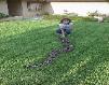 Female Suriname Boa (BCC) & Stephanie  Photo By Mike Weitzman