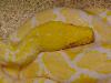 This Albino Retic belongs to Bob Clark.