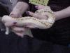This is a Ivory Blood Python & it belongs to Dave & Tracy Barker.