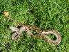 This Striped boa belongs to Wsacbass59@aol.com